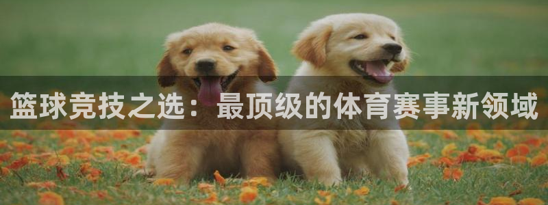 678体育直播官网首页：篮球竞技之选：最顶级的体育赛事新领域